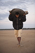 South American River Turtle (Podocnemis expansa) carried back to river after biometric data was taken, part of reintroduction to the wild program, Playita Beach, Orinoco River, Apure, Venezuela