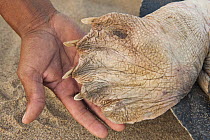 South American River Turtle (Podocnemis expansa) rear flipper, part of reintroduction to the wild program, Playita Beach, Orinoco River, Apure, Venezuela