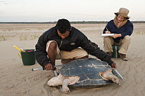 South American River Turtle (Podocnemis expansa) researchers taking biometric data, part of part of reintroduction to the wild program, Playita Beach, Orinoco River, Apure, Venezuela