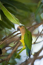 Brown-throated Parakeet (Aratinga pertinax), Orinoco River, north of Puerto Ayacucho, Apure, Venezuela