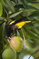 Yellow-rumped Cacique (Cacicus cela) feeding on fruit, Orinoco River, north of Puerto Ayacucho, Apure, Venezuela