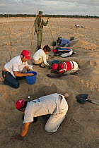 South American River Turtle (Podocnemis expansa) researchers digging up nests for relocation, are watched by guard, part of reintroduction to the wild program, Orinoco River, Apure, Venezuela