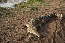 Orinoco Crocodile (Crocodylus intermedius) female used for captive breeding program, Hato Masaguaral working farm and biological station, Venezuela