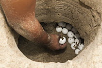 South American River Turtle (Podocnemis expansa) nest being dug up for relocation to safer, higher ground, part of reintroduction to the wild program, Playita Beach, Orinoco River, Apure, Venezuela