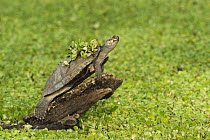 Savanna Side-necked Turtle (Podocnemis vogli) sunbathing, Hato Masaguaral working farm and biological station, Venezuela