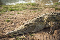 Orinoco Crocodile (Crocodylus intermedius) female used for captive breeding program, Hato Masaguaral working farm and biological station, Venezuela