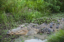 Orinoco Crocodile (Crocodylus intermedius) male used for captive breeding program, Hato Masaguaral working farm and biological station, Venezuela