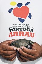 South American River Turtle (Podocnemis expansa) yearling being held by researcher, part of reintroduction to the wild program, Playita Beach, Orinoco River, Apure, Venezuela