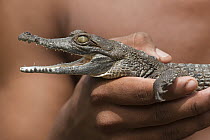 Orinoco Crocodile (Crocodylus intermedius) juvenile for release into the wild, Hato Masaguaral working farm and biological station, Venezuela