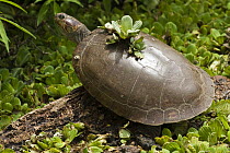 Savanna Side-necked Turtle (Podocnemis vogli) basking, Hato Masaguaral working farm and biological station, Venezuela