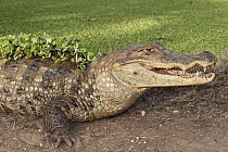 Spectacled Caiman (Caiman crocodilus), Hato Masaguaral working farm and biological station, Venezuela