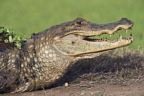 Spectacled Caiman (Caiman crocodilus), Hato Masaguaral working farm and biological station, Venezuela