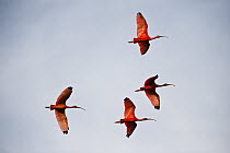 Scarlet Ibis (Eudocimus ruber) group flying, Hato Masaguaral working farm and biological station, Venezuela