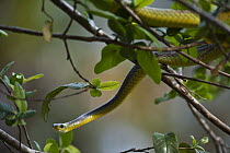 Keeled Racer (Chironius carinatus) in tree, Hato Masaguaral working farm and biological station, Venezuela