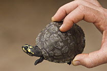 South American River Turtle (Podocnemis expansa) yearling, part of reintroduction to the wild program, Orinoco River, Apure, Venezuela