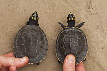 South American River Turtle (Podocnemis expansa) and Yellow-spotted Amazon River Turtle (Podocnemis unifilis) yearlings in rearing program, Orinoco River, Apure, Venezuela