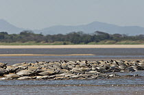 South American River Turtle (Podocnemis expansa) group basking, part of reintroduction to the wild program, Playita Beach, Orinoco River, Apure, Venezuela
