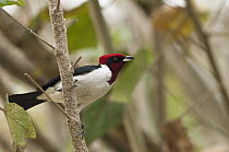 Red-capped Cardinal (Paroaria gularis), Orinoco River, Apure, Venezuela