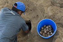 South American River Turtle (Podocnemis expansa) nests being dug up for relocation to safer, higher ground, part of reintroduction to the wild program, Playita Beach, Orinoco River, Apure, Venezuela