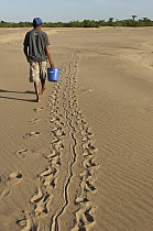 South American River Turtle (Podocnemis expansa) tracks being followed by researcher, Orinoco River, Apure, Venezuela