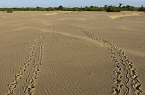 South American River Turtle (Podocnemis expansa) tracks, Orinoco River, Apure, Venezuela