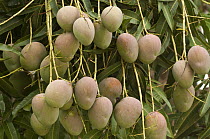 Mango (Mangifera indica) fruit, Orinoco River, Apure, Venezuela
