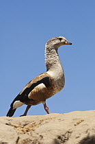 Orinoco Goose (Neochen jubata), Orinoco River, north of Puerto Ayacucho, Apure, Venezuela