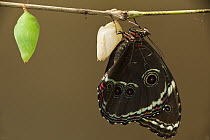Morpho Butterfly (Morpho achilles) emerged from chrysalis with another chrysalis close by, Napo River, Yasuni National Park, Amazon, Ecuador