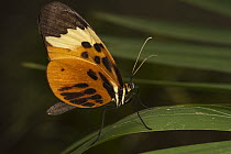 Orange Tiger (Tithorea harmonia) butterfly, Napo River, Yasuni National Park, Amazon, Ecuador