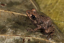 Southern Frog (Pristimantis sp), Napo River, Yasuni National Park, Amazon, Ecuador