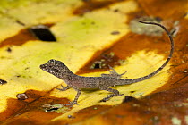 Anolis Lizard (Anolis sp), Napo River, Yasuni National Park, Amazon, Ecuador