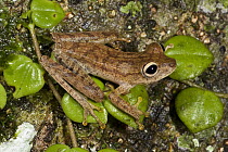 Tree Frog (Hypsiboas sp), Napo River, Yasuni National Park, Amazon, Ecuador