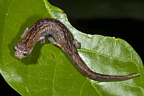 Naulta Mushroomtongue Salamander (Bolitoglossa altamazonica), Napo River, Yasuni National Park, Amazon, Ecuador