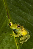 Demerara Falls Tree Frog (Hypsiboas cinerascens), Napo River, Yasuni National Park, Amazon, Ecuador