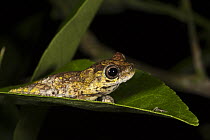 Marbled Tree Frog (Hyla marmorata), Napo River, Yasuni National Park, Amazon, Ecuador