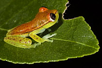Polka-dot Treefrog (Hypsiboas punctatus), Napo River, Yasuni National Park, Amazon, Ecuador