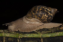 Land Snail (Caracolus sp), Napo River, Yasuni National Park, Amazon, Ecuador