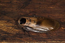 Giant Cockroach (Blaberus giganteus), Napo River, Yasuni National Park, Amazon, Ecuador