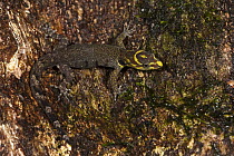 Trinidad Gecko (Gonatodes humeralis) camouflaged on bark, Napo River, Yasuni National Park, Amazon, Ecuador