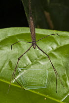 Ogrefaced Spider (Deinopidae) with web suspended between its own legs, Napo River, Yasuni National Park, Amazon, Ecuador