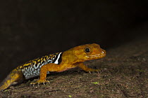 O'Shaughnessy's Gecko (Gonatodes concinnatus) exhibiting aposematic coloration, Napo River, Yasuni National Park, Amazon, Ecuador