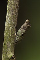 Ruby-spotted Swallowtail (Papilio anchisiades) camouflaged on branch, Napo River, Yasuni National Park, Amazon, Ecuador