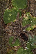 Tarantula (Aphonopelma sp), Napo River, Yasuni National Park, Amazon, Ecuador