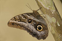 Owl Butterfly (Caligo memnon), Napo River, Yasuni National Park, Amazon, Ecuador