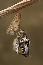 Owl Butterfly (Caligo memnon) emerging from chrysalis, Napo River, Yasuni National Park, Amazon, Ecuador. sequence 1 of 3