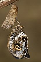 Owl Butterfly (Caligo memnon) emerging from chrysalis, Napo River, Yasuni National Park, Amazon, Ecuador. Sequence 2 of 3