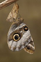 Owl Butterfly (Caligo memnon) emerging from chrysalis, Napo River, Yasuni National Park, Amazon, Ecuador. Sequence 3 of 3