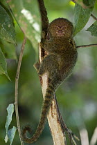Pygmy Marmoset (Cebuella pygmaea), Napo River, Yasuni National Park in rainforest, Amazon, Ecuador