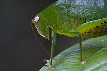 Katydid (Caedicia sp), a newly yet unnamed species from the Muller Range, Papua New Guinea