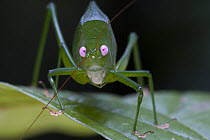 Katydid (Caedicia sp), newly discovered species, Muller Range, Papua New Guinea